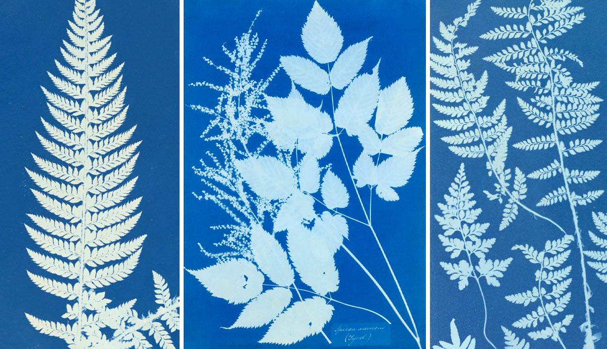 Cómo la fotógrafa inglesa Anna Atkins captó la ciencia de la botánica
