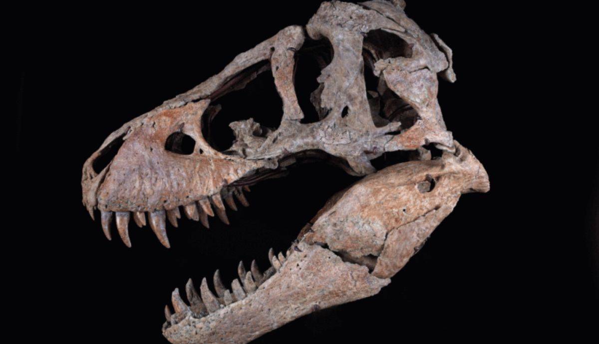 El cráneo del T. Rex alcanza los 6,1 millones de dólares en una subasta de Sotheby's